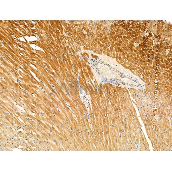 Phospho-MARK3 (Thr507) Antibody -AF3686