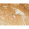 Phospho-MARK3 (Thr507) Antibody -AF3686