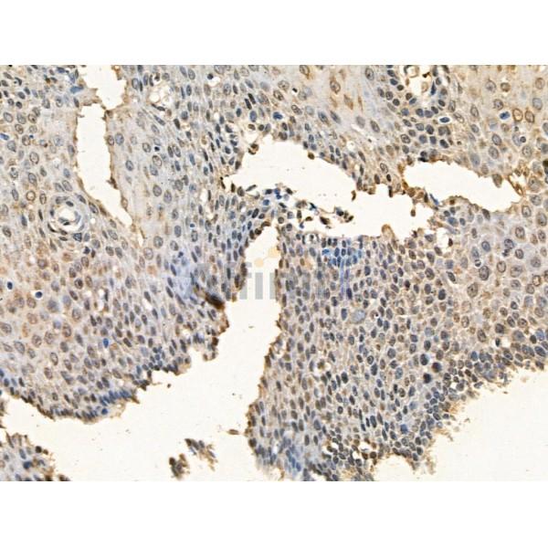 Phospho-ERK1/2 (Thr177/Thr160) Antibody -AF3687