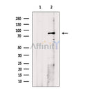 Phospho-MST1 (Thr353) Antibody -AF3688
