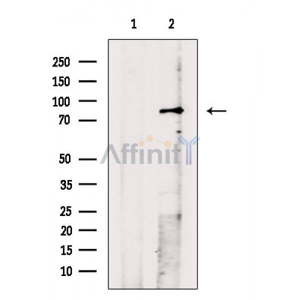 Phospho-MST1 (Thr353) Antibody -AF3688