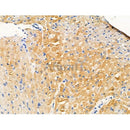 Phospho-MST1 (Thr367) Antibody -AF3689