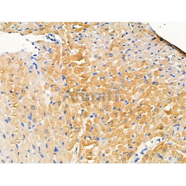 Phospho-MST1 (Thr367) Antibody -AF3689