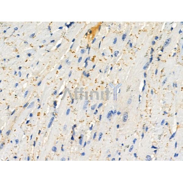 Phospho-Phospholamban (Ser16) Antibody -AF3690