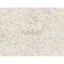 Phospho-Phospholamban (Ser714) Antibody -AF3691