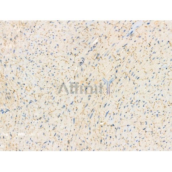 Phospho-Phospholamban (Ser714) Antibody -AF3691