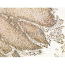 Phospho-Dnmt1 (Ser714) Antibody -AF3692