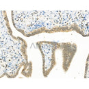 Phospho-YY1 (Ser365) Antibody -AF3694