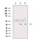 Phospho-FAS (Tyr291) Antibody -AF3695