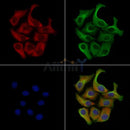 Phospho-GRK2 (Ser670) Antibody -AF3697