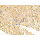 Phospho-IL4R/CD124 (Tyr497) Antibody -AF3699