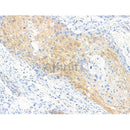 Phospho-eIF4B (Ser504) Antibody -AF3700