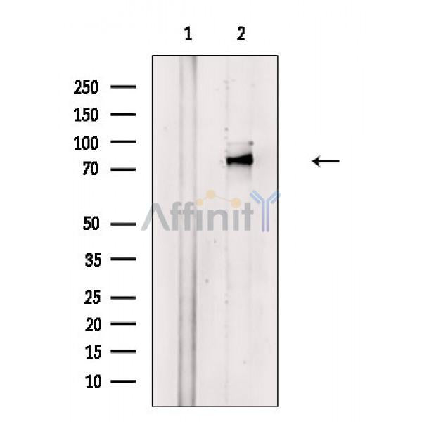 Phospho-Kv1.3/KCNA3 (Ser520) Antibody -AF3702