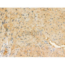 Phospho-RYR1 (Ser2843) Antibody -AF3703