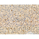 Phospho-A20/TNFAIP3 (Ser381) Antibody -AF3704