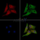 Phospho-Rab3A (Thr86) Antibody -AF3707