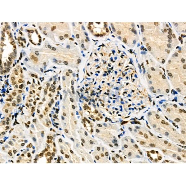 Phospho-TFEB (Ser211) Antibody -AF3708