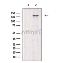 Phospho-VEGFR1 (Tyr1333) Antibody -AF3711