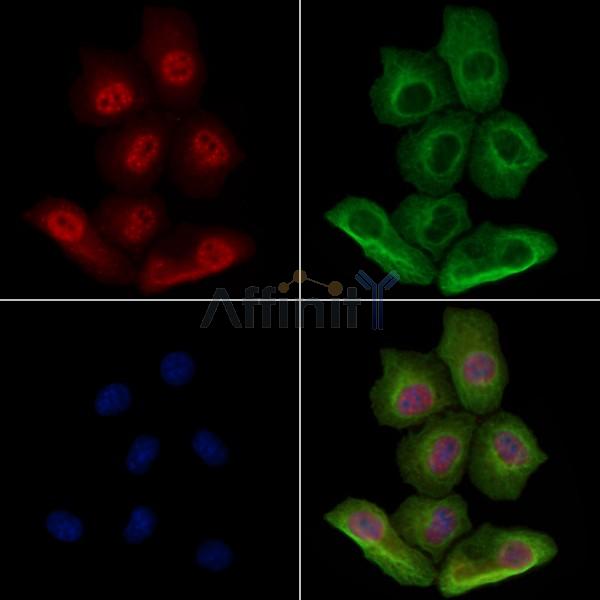 Phospho-XBP1 (Ser68) Antibody -AF3712