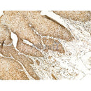 Phospho-Tryptophan Hydroxylase (Ser58) Antibody -AF3714