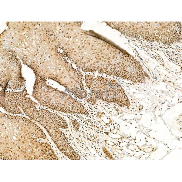 Phospho-Tryptophan Hydroxylase (Ser58) Antibody -AF3714