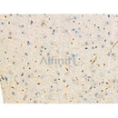 Phospho-Synapsin I (Ser62/Ser67) Antibody -AF3716