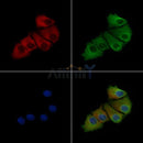 Phospho-Stathmin 1 (Ser63) Antibody -AF3718