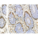 Phospho-CREB (Ser129) Antibody -AF3719