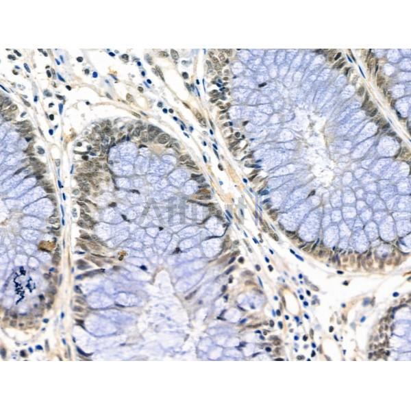 Phospho-CREB (Ser271) Antibody -AF3720