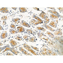 Phospho-Moesin/Ezrin/Radixin (Thr558) Antibody -AF3722