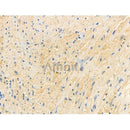 Phospho-COX IV (Ser58) Antibody -AF3725