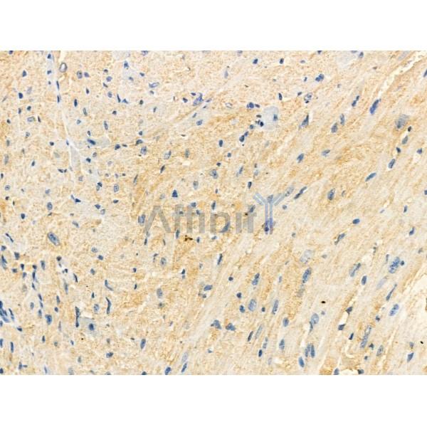 Phospho-COX IV (Ser58) Antibody -AF3725