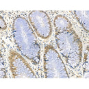 Phospho-TOP2A (Thr1343) Antibody -AF3728
