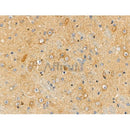 Phospho-GLUT1 (Ser490) Antibody -AF3731