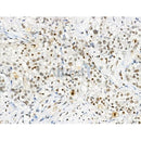 Phospho-Gli2 (Ser149) Antibody -AF3733