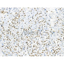 Phospho-HSP70 (Ser153) Antibody -AF3734