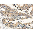 Phospho-Hsp90 alpha (Tyr627) Antibody -AF3736