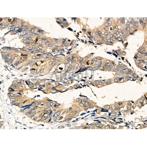 Phospho-Hsp90 alpha (Tyr627) Antibody -AF3736