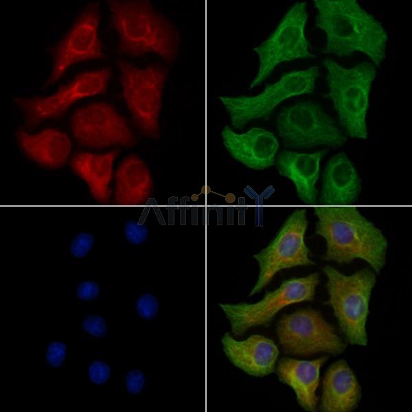 Phospho-EPRS (Ser999) Antibody -AF3738