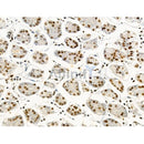 Phospho-Nucleophosmin (Ser125) Antibody -AF3740