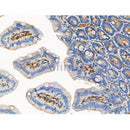 Phospho-eIF4E (Thr55) Antibody -AF3741