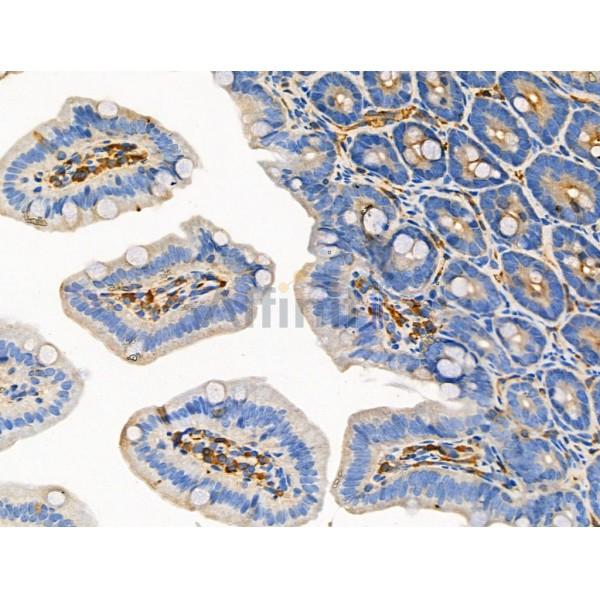 Phospho-eIF4E (Thr55) Antibody -AF3741