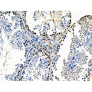 Phospho-Fyn (Thr12) Antibody -AF3743