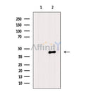 Phospho-p53 (Ser6) Antibody -AF3749