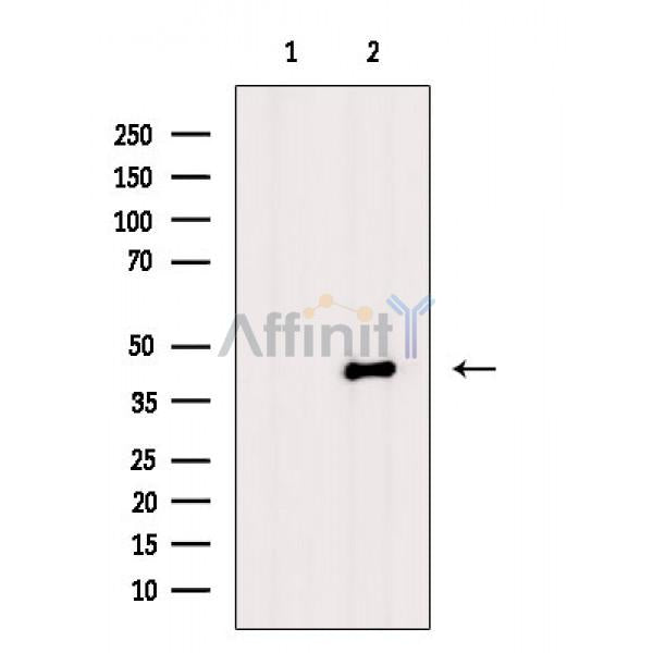 Phospho-p53 (Ser6) Antibody -AF3749