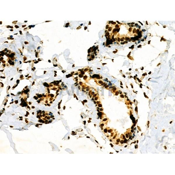 Phospho-Lamin A/C (Ser22) Antibody -AF3752