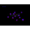 Phospho-Lamin A/C (Ser390) Antibody -AF3753