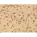 Phospho-c-Fos (Thr232) Antibody -AF3755