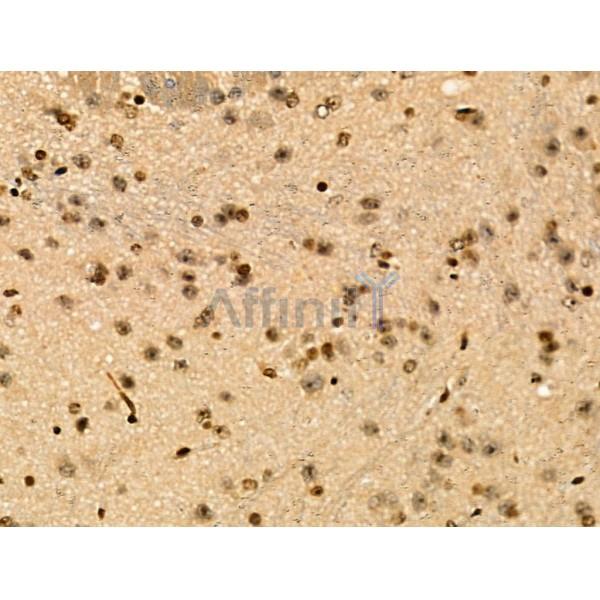 Phospho-c-Fos (Thr232) Antibody -AF3755