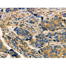 Phospho-MAP4K4 (Ser801) Antibody -AF3757